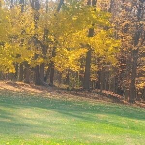 Autumn Landscape with Vibrant Yellow Trees